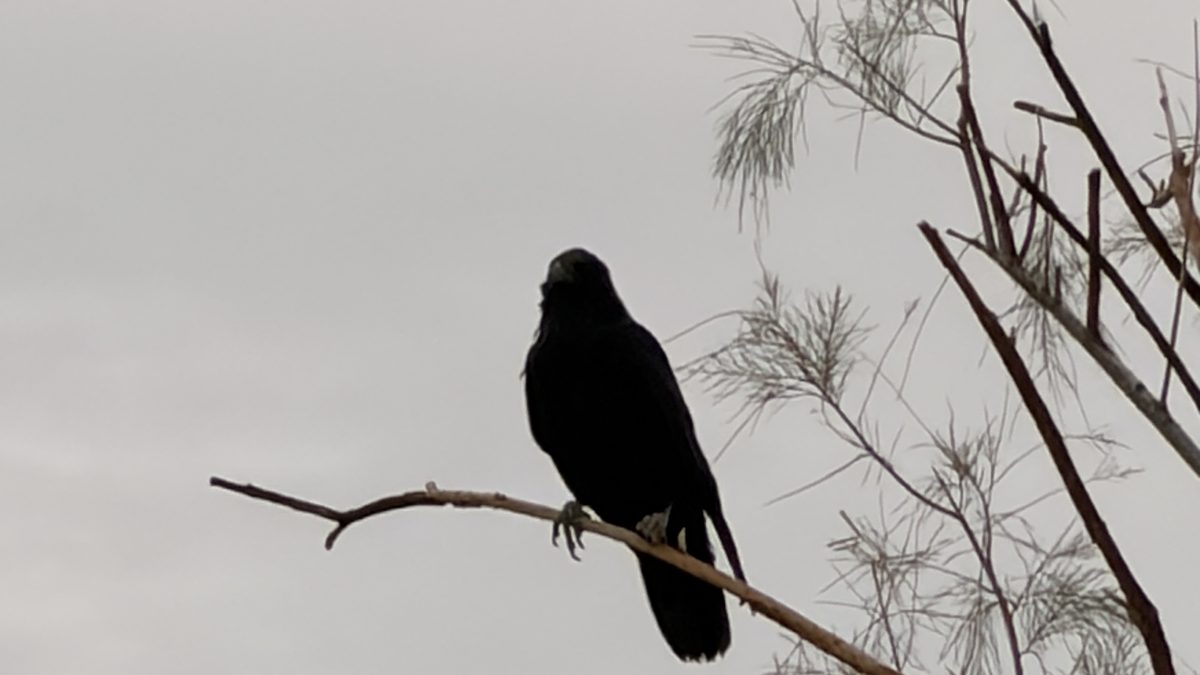 A black bird perched on a bare branch beneath a gray sky.