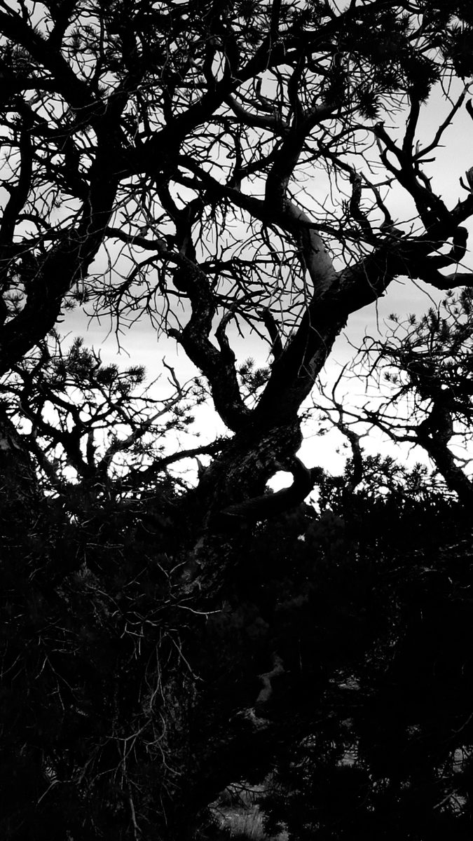 Black-and-white photograph of tangled tree branches against a bright sky.