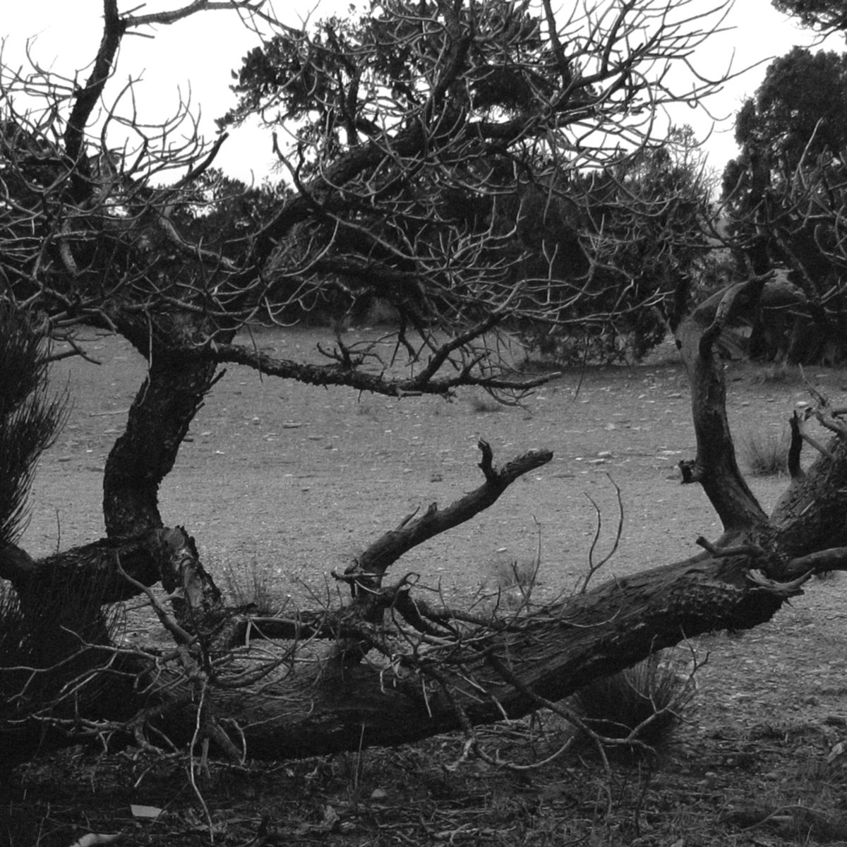 Black-and-white photograph of twisting bare trees beside a body of water.